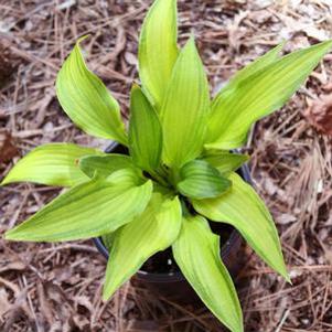 Hosta 'Emerald Ruff Cut'