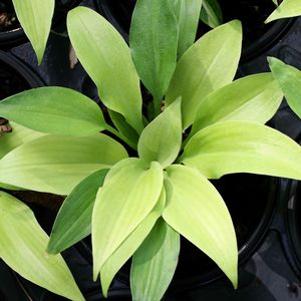 Hosta 'Lemontini'