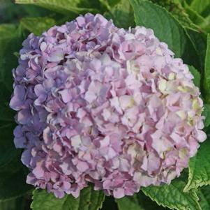 Hydrangea macrophylla 'Everlasting Amethyst'