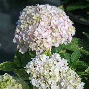 Hydrangea macrophylla 'Everlasting Harmony'