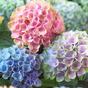 Hydrangea macrophylla 'Everlasting Revolution'