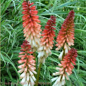 Kniphofia uvaria 'Orange Vanilla Popsicle'