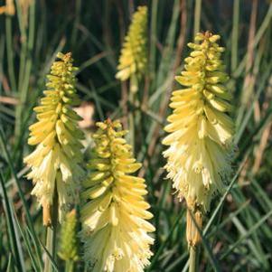 Kniphofia uvaria 'Pineapple Popsicle'