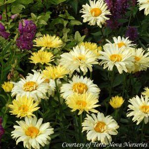 Leucanthemum x superbum 'Goldfinch'