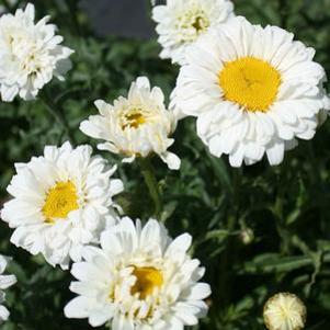 Leucanthemum x superbum 'Victorian Secret'