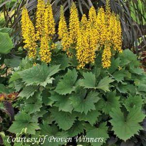 Ligularia stenocephala 'Bottle Rocket'