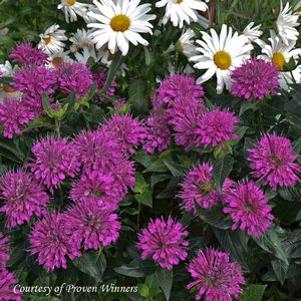 Monarda didyma 'Pardon My Purple'