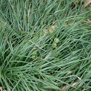 Ophiopogon japonicus 'Seoulitary Man'