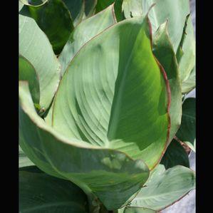 Canna  'Emerald Sunset'