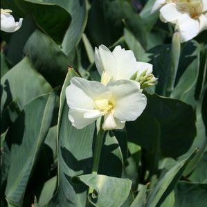 Canna  'Ermine'