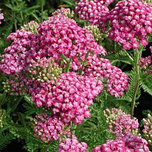 Achillea millefolium 'Royal Tapestry'