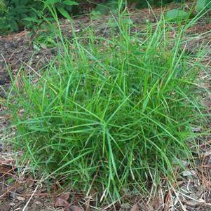 Carex muskingumensis 'Little Midge'