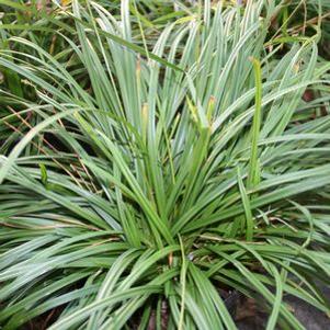 Carex amphibola