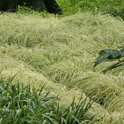 Carex comans 'Frosted Curls'