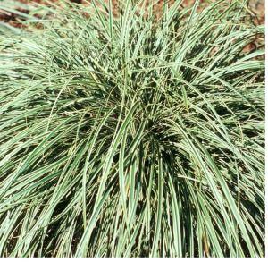 Carex conica 'Snowline'