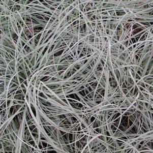 Carex glauca