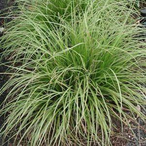 Carex morrowii 'Gold Band'