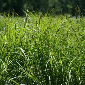 Carex muskingumensis