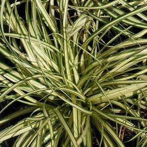 Carex oshimensis 'Gold Strike'