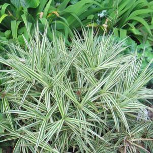 Carex phyllocephala 'Sparkler'