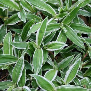 Carex siderosticha 'Variegata'