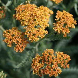 Achillea millefolium 'Terra Cotta'