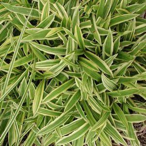 Carex siderosticha 'Island Brocade'