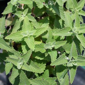 Nepeta cataria