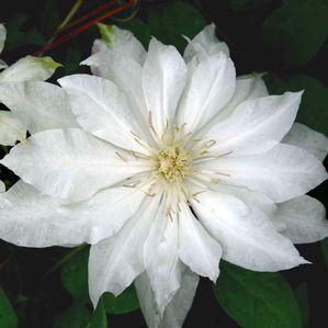 Clematis  'Artic Queen'
