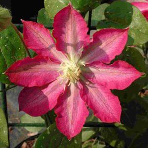 Clematis  'Asao'