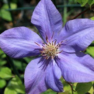 Clematis 'Blue Mist'