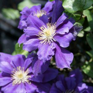 Clematis  'Franziska Maria'
