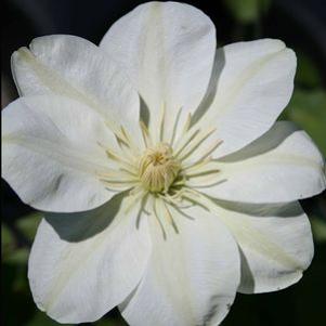 Clematis  'Guernsey Cream'