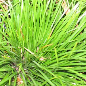 Acorus gramineus 'Pusillus'