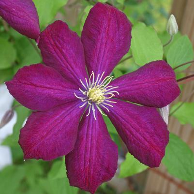 Clematis  'Jackmanii Rubra'