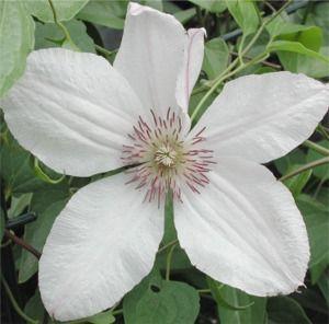 Clematis  'John Paul II'