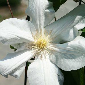 Clematis 'Lanuginosa Candida'