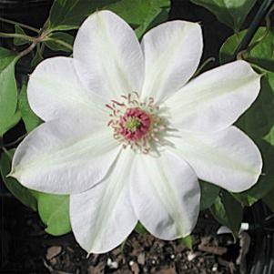 Clematis  'Miss Bateman'