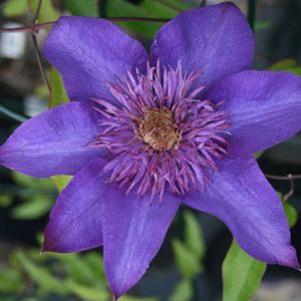 Clematis  'Multi Blue'