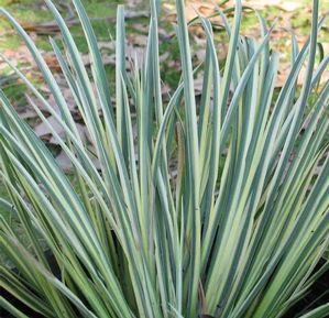 Acorus gramineus 'Variegatus'