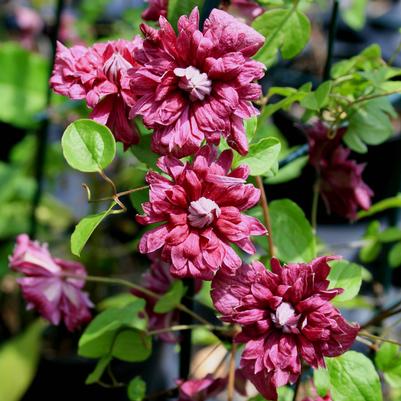 Clematis purpurea 'Plena Elegans'
