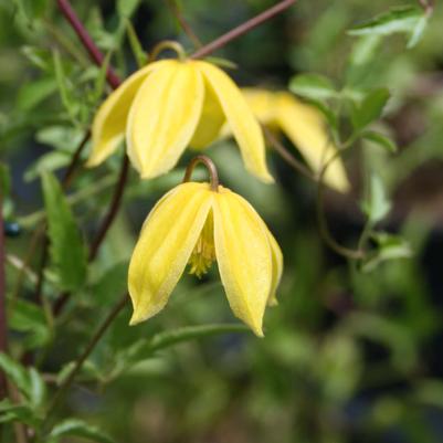 Clematis  'Radar Love'