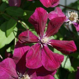 Clematis  'Red Cardinal'