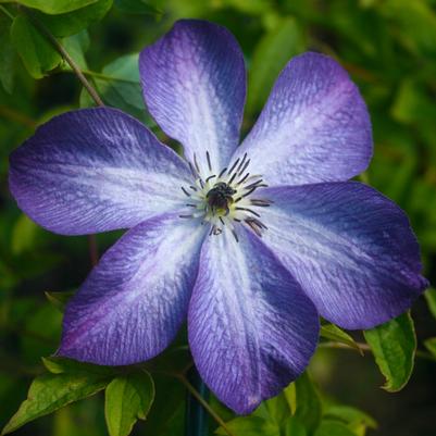 Clematis  'Violet Stargazer'