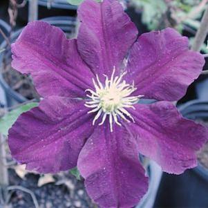 Clematis  'Warsaw Nike'