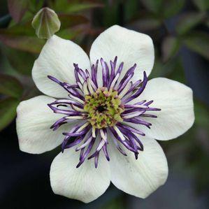 Clematis florida 'Sieboldii'