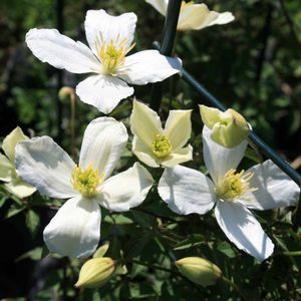 Clematis montana 'Grandiflora'