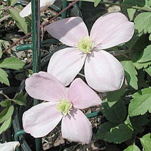 Clematis montana 'Rubens'