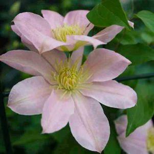 Clematis 'Irene'