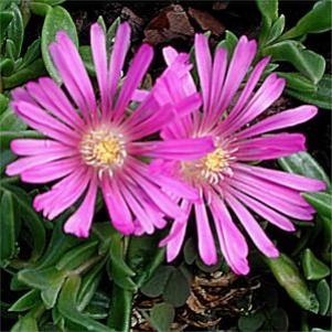 Delosperma  'John Proffitt'